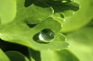Close Up Plant Detail Stampe: Water drop on leaf