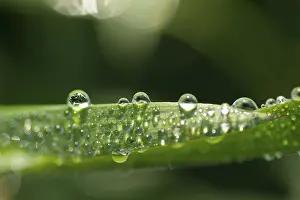 Close View Of A Leaf Stampe: Waterdrop on leaf
