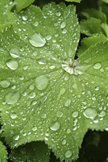 Dripping Water Effect Stampe: Waterdrop on leaf