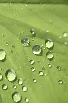 Open Air Atmosphere Stampe: Waterdrop on leaf