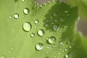 Dewy Morning Atmosphere Stampe: Waterdrop on leaf