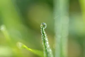 Close Up Water Drop Stampe: Waterdrop on leaf
