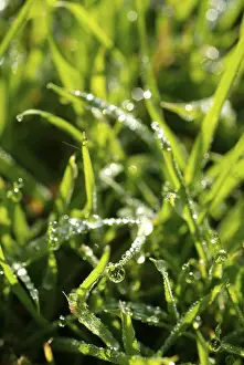 Nature Macro Shots Stampe: Waterdrop on leaf