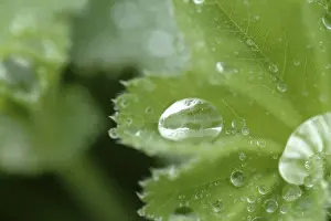 Water Droplets Stampe: Waterdrop on leaf