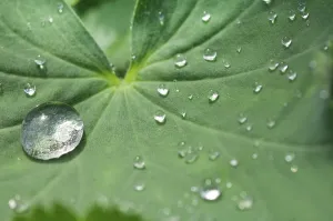 Macro Leaf Photography Stampe: Waterdrops on a leaf