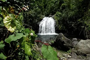 Central America Waterfalls Stampe: Waterfall in the primaeval forest