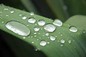 Colorful Water Droplets Stampe: Waterperls on a leaf