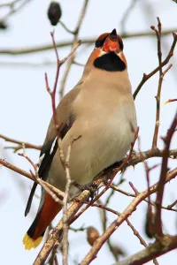 Songbird Feeding Habits Stampe: Waxwing eats rosehip