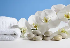 Empty Landscapes With Flowers Stampe: Wellness