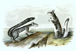 Historic Wildlife Illustration Stampe: Western grey squirrel (Sciurus griseus)