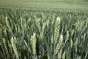 Cereal Cultivation Stampe: Wheat
