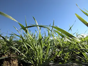 Farmland Landscape Stampe: Wheat