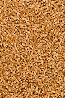 Cereal Grain Images Stampe: Wheat
