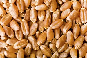 Bread Nutrition Facts Stampe: Wheat