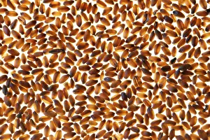 Wheat Grain Stampe: Wheat