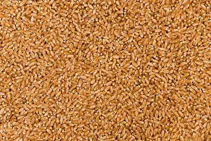 Wholemeal Bread Stampe: Wheat