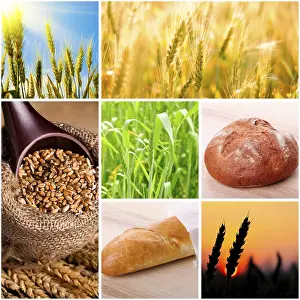 Pastry And Bakery Products Stampe: Wheat and bread concept for design