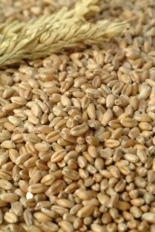 Corn Nutrition Stampe: Wheat corn