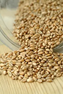 Curly Wheat Grains Stampe: Wheat corn