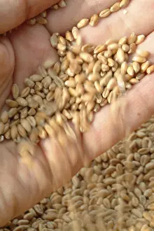 Winter Wheat Cereal Stampe: Wheat corn