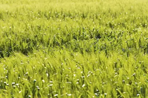 Wheat Field Landscape Stampe: Wheat Field