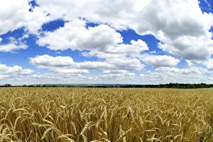 Deserted Farmland Landscape Stampe: Wheat field