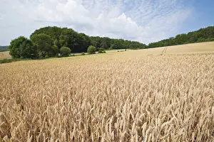 Wheat Field Germany Stampe: Wheat field, Thuringia, Germany