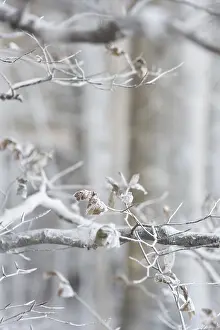 Denmark Landscape Photography Stampe: White branches caused by wind eroding chalk from chalk cliffs