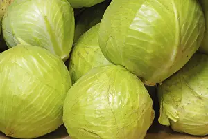 White Cabbage Nutrition Stampe: White cabbage