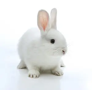 Lagomorpha Mammal Images Stampe: White rabbit
