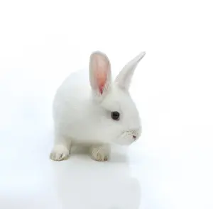 Lagomorpha Animal Stampe: White rabbit
