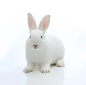 Lagomorpha Mammal Images Stampe: White rabbit
