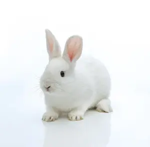 Lagomorpha Mammal Images Stampe: White rabbit