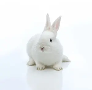 Lagomorpha Animal Stampe: White rabbit
