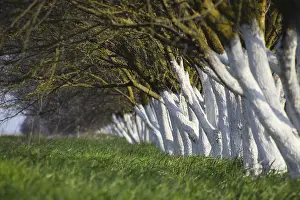 Deserted Green Meadow Stampe: Whitewashed tree trunks along the road