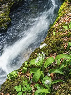 Ramson Inflorescence Stampe: Wild Garlic over stream, Devon