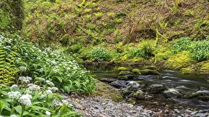 Broad Leaved Garlic Blooms Stampe: Wild Garlic over stream, Devon