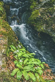 Wild Garlic Devon Stampe: Wild Garlic over stream, Devon