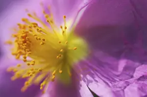 Close Up Macro Stampe: Wild geranium