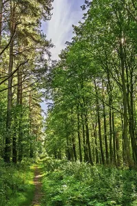 Forest Scenery Images Stampe: A wild path in the forest