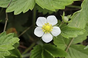 Wild Strawberry Blossom Stampe: Wild strawberry (Fragaria vesca)