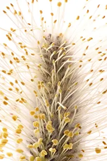 Close Up Nature Photography Stampe: Willow
