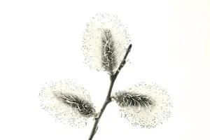 Spring Flowering Trees Stampe: Willow