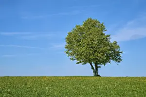 Dandelion Meadow Stampe: Wind beech in dandelion meadow in spring