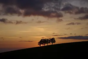 Black Forest Sunset Stampe: Wind beeches at sunset with cloudy sky in spring