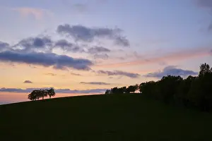 Sunset In The Black Forest Stampe: Wind beeches at sunset with cloudy sky in spring