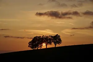 Black Forest Germany Landscape Stampe: Wind beeches at sunset in spring