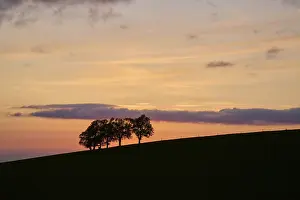 Springtime In Southern Germany Stampe: Wind beeches at sunset in spring