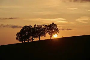 Deserted German Landscape Photography Stampe: Wind beeches at sunset in spring