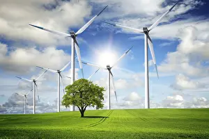Oak Tree Ecology Stampe: Wind of change
